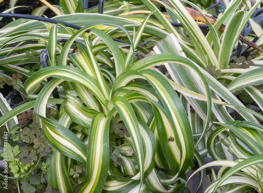 Obraz premium Chlorophytum Comosum Variegatum