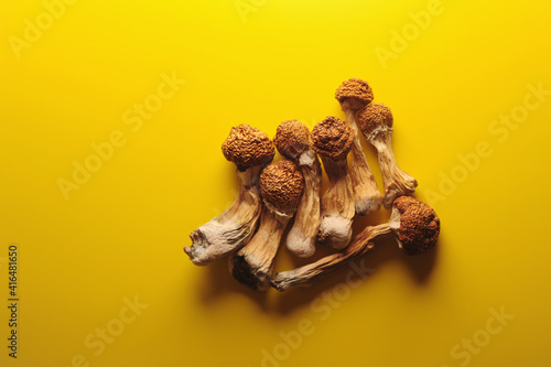 Dry psilocybin mushrooms on yellow background. Psychedelic magic mushroom Golden Teacher. Medical usage. Microdosing concept.