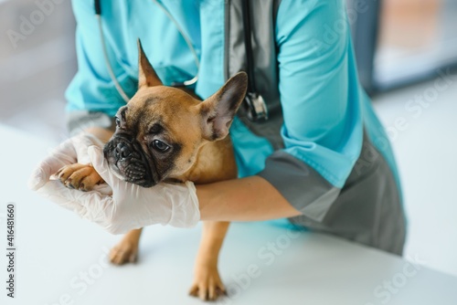 medicine, pet care and people concept - close up of french bulldog dog and veterinarian doctor hand at vet clinic - Image