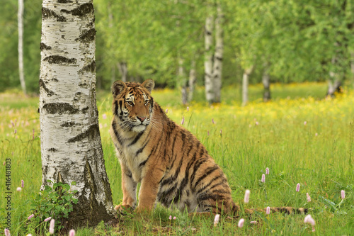 Tiger in the wild nature 