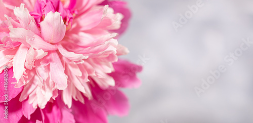 Beautiful fresh delicate pink peony flower close-up on grey background with copy space. Soft focus.