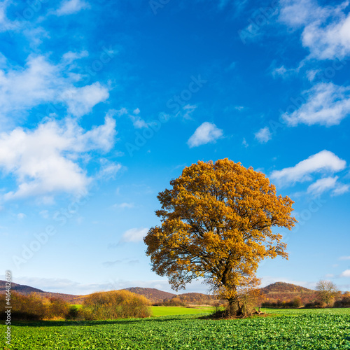 Solitary oak tree with orange leaves in green field in autumn landscape under blue sky with clouds