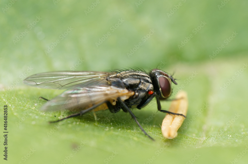 A Close up fly with Pollen Macro on a leaf A Close up fly with Pollen Macro on a leaf