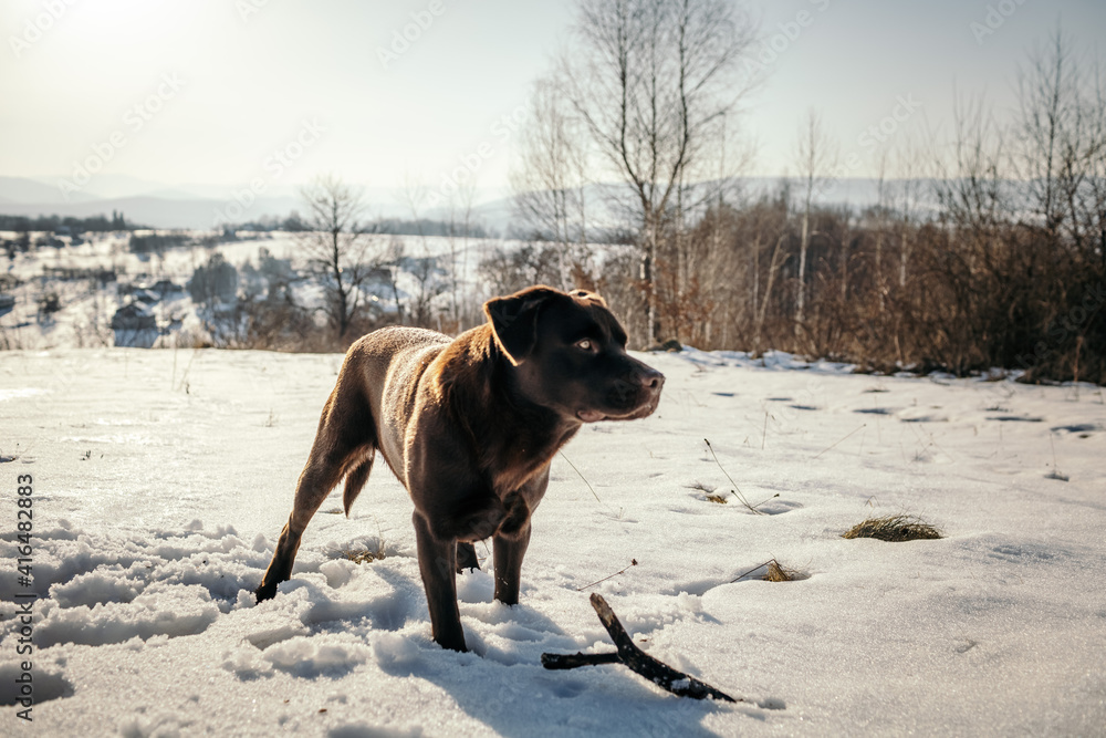 A dog standing on top of a snow covered field A dog standing on top of a snow covered field