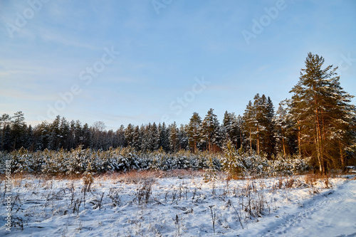 Snow covered trees in forest in winter day. Nature ladscape