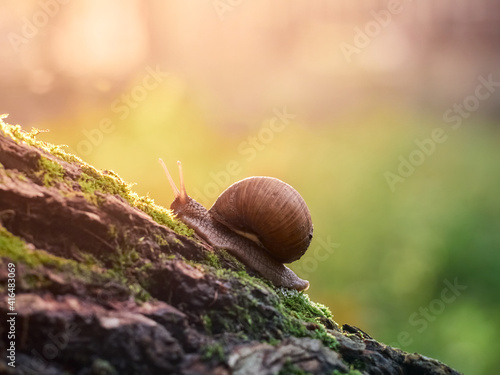 A slow grape snail crawls up the bark of a tree overgrown with moss. Beautiful bokeh in the background.