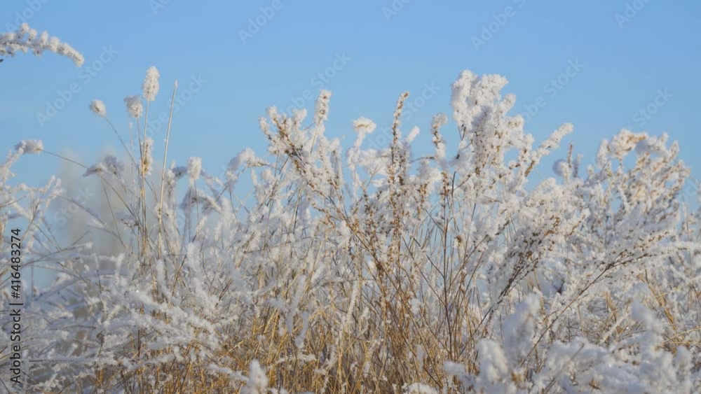 Panorama Beautiful dry grass covered with snow in the hoarfrost fluttering in a light breeze against a blue sky Panorama Beautiful dry grass covered with snow in the hoarfrost fluttering in a light breeze against a blue sky