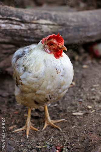 Full body of white-grey hen on the farm