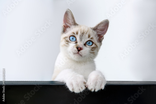 Cat kitten hanging over blank poster or board
