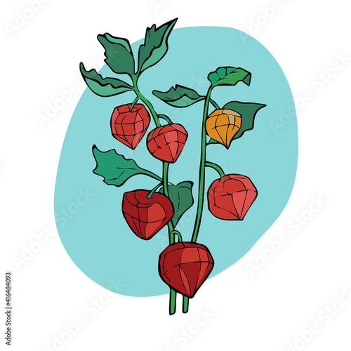 Vector ground-cherry or physalis