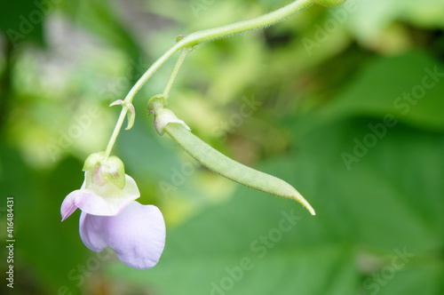 Foto gorgeous close-up view of the beans and its flower