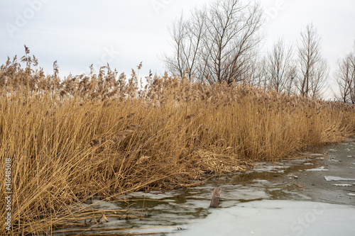 reeds in the frozen river