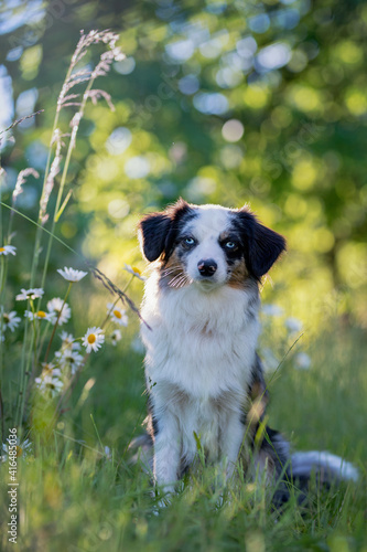 Hund Australian Shepherd sitzt im Frühling vor einem blühenden Busch