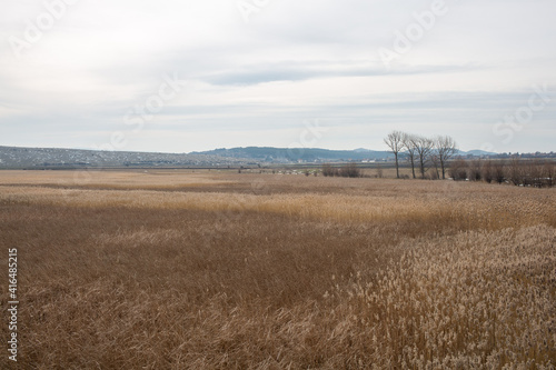 reeds field