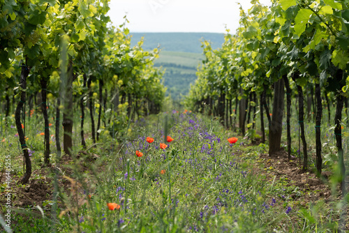 Canvastavla Green seeded cover crop in vineyard row middles, Palava, Pavlov, Czechia