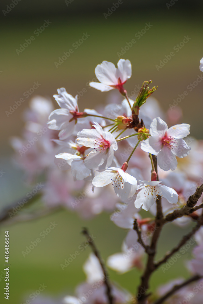 桜の花 春のイメージ 桜の花 春のイメージ