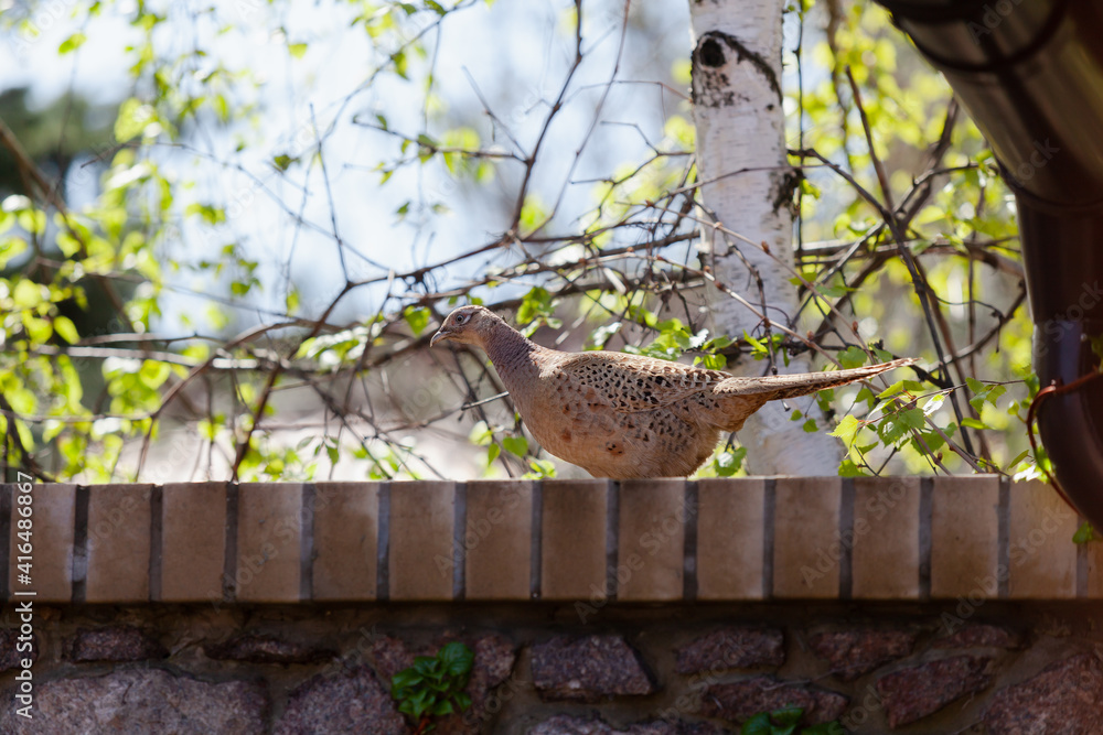Beautiful pheasant stands on stone fence