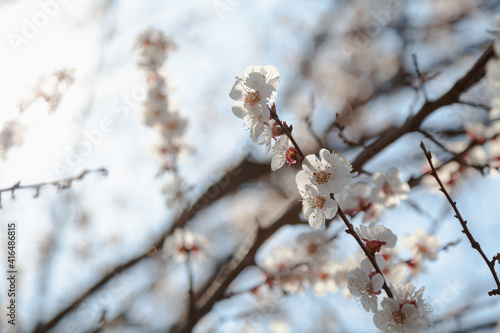 Blossoming cherry branch on blurred background