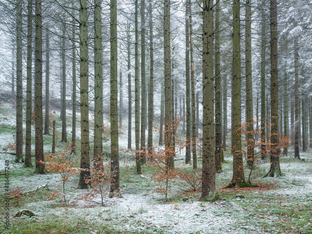 Autumn turns Winter, orange leaves and first snow in spruce forest, seasons turning Autumn turns Winter, orange leaves and first snow in spruce forest, seasons turning