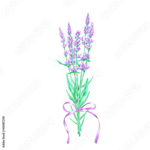 Fototapeta Naklejka Na Ścianę i Meble -  Hand drawn lavender bouquet with a purple bow illustration.