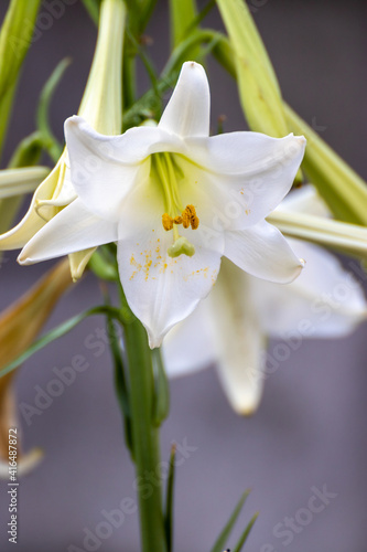 Fototapeta Naklejka Na Ścianę i Meble -  百合の花