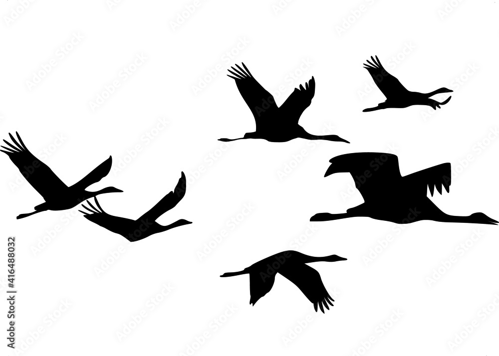 Obraz premium Silhouette of a flock of cranes in flight on a transparent background.