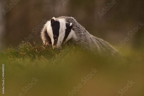 Badger in the forest  © Lukas