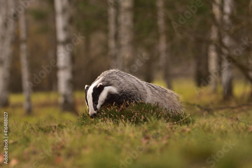 Badger in the forest 