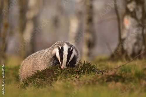 Badger in the forest  © Lukas