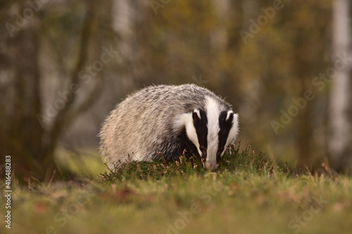 Badger in the forest 