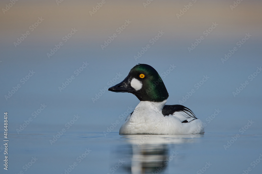 Fototapeta premium Male golden eye duck swims in Lake Constance