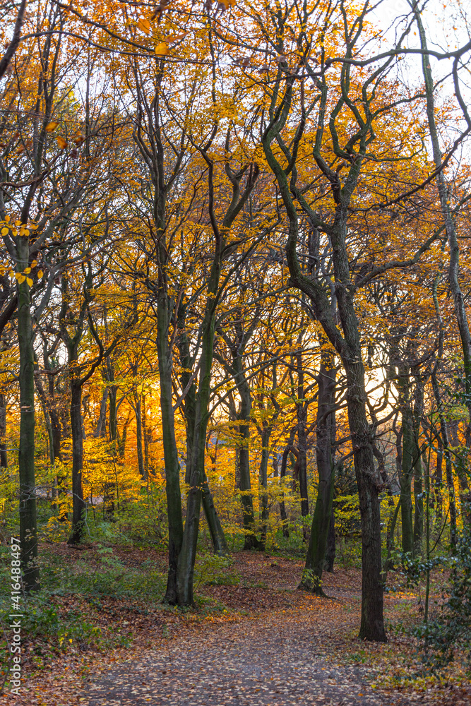 Golden autumn in the forest on the Kaiserberg in Duisburg in October Golden autumn in the forest on the Kaiserberg in Duisburg in October