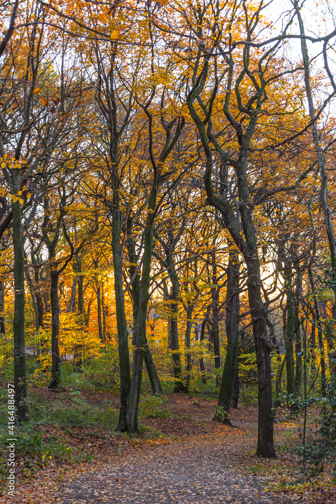 Golden autumn in the forest on the Kaiserberg in Duisburg in October