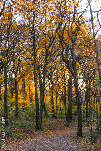 Golden autumn in the forest on the Kaiserberg in Duisburg in October