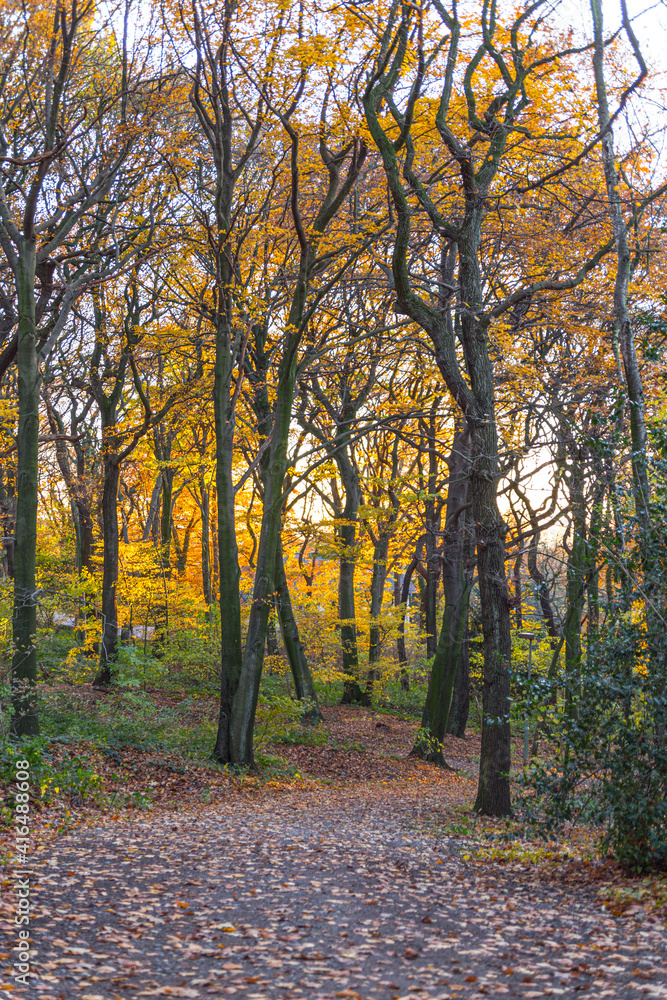 Golden autumn in the forest on the Kaiserberg in Duisburg in October