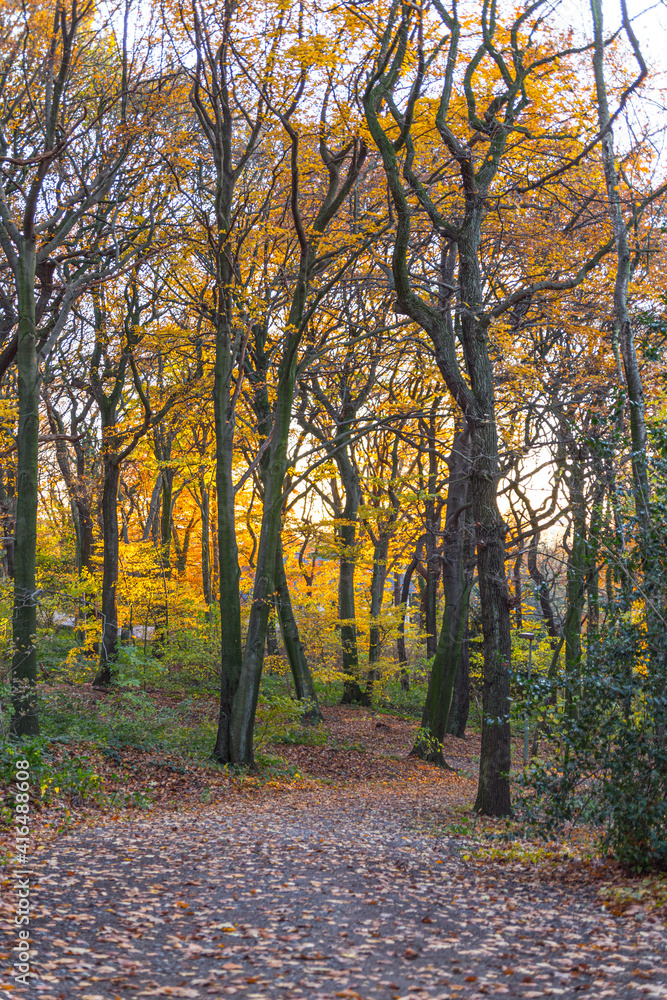 Golden autumn in the forest on the Kaiserberg in Duisburg in October Golden autumn in the forest on the Kaiserberg in Duisburg in October