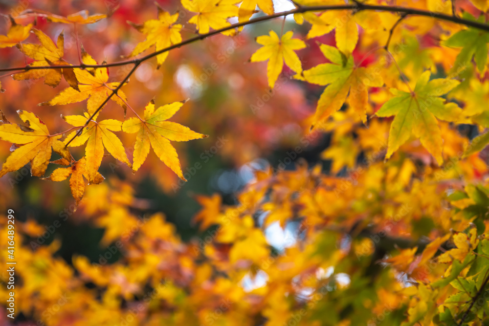紅葉 秋のイメージ 紅葉 秋のイメージ