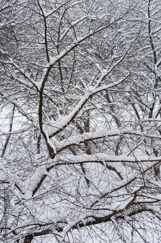 There are many snow-covered trees in the park