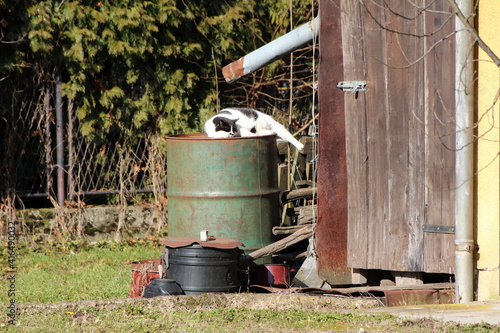 Black and white domestic cat calmly lying and resting on warm sunny winter day on top of old partially rusted green barrel next to dilapidated wooden shed in suburban family house backyard