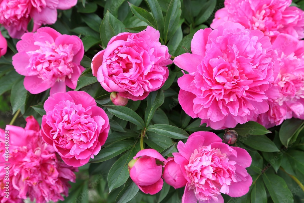 Peonies.