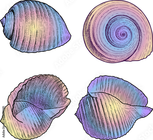 Vector image of various drawn colorful seashells