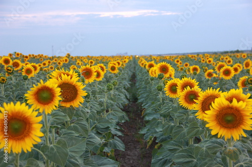 sunflowers in the field of sunflowers