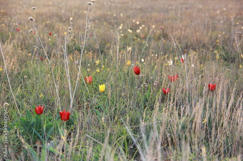 field of tulips