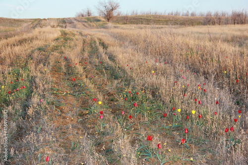 field of tulips