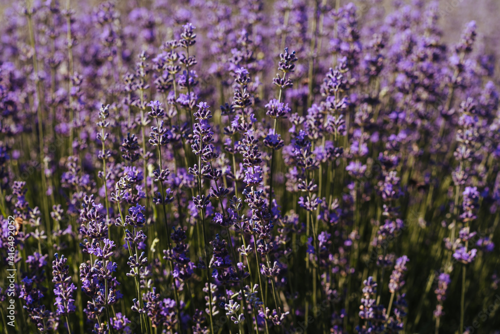 Fototapeta premium Blooming lavender field. A juicy purple, lavender, flower growing in a field under the sun. Lavender for decoration, for decoration. Lavender for the pastry chef. Summer flower