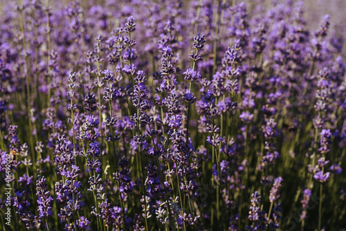 Blooming lavender field. A juicy purple  lavender  flower growing in a field under the sun. Lavender for decoration  for decoration. Lavender for the pastry chef. Summer flower