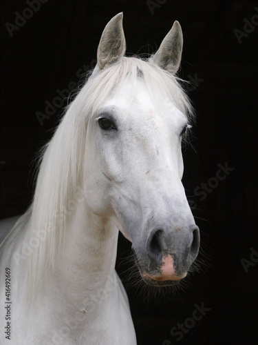 Grey Horse Headshot © Nigel Baker