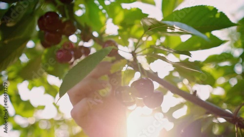 Picking cherries. A woman's hand picks off a cherry harvest. Ripe fresh cherries in sunlight. Farmer. Ripe cherries hanging on a cherry tree branch.  The great harvest of mellow cherries. Organic farm