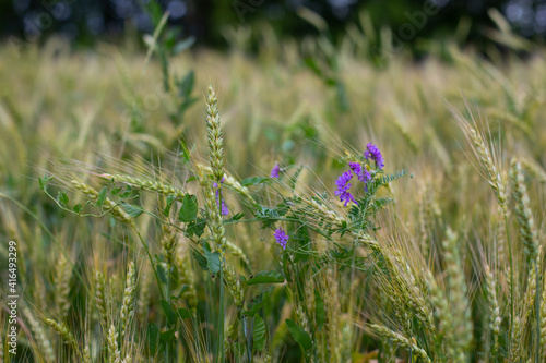 Wheat ears surrounded by blue wild pea flowers
