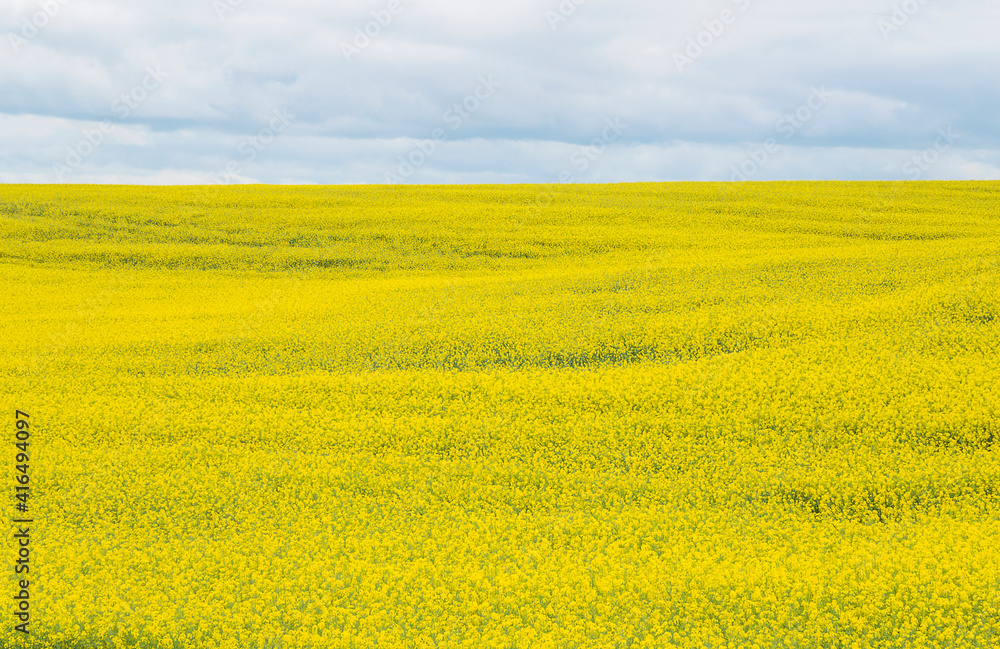 Beautiful yellow rapsfield with horizon line Beautiful yellow rapsfield with horizon line